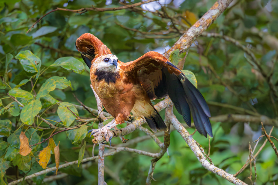 Black Collared Hawk in Amazon, Peru