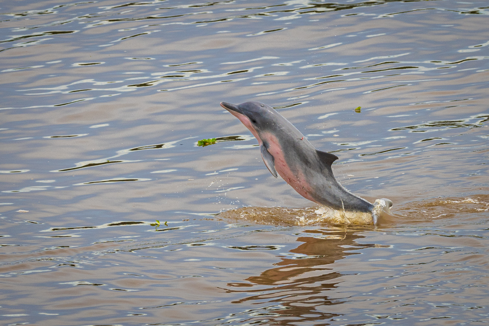 Out of the Water in Amazon, Peru