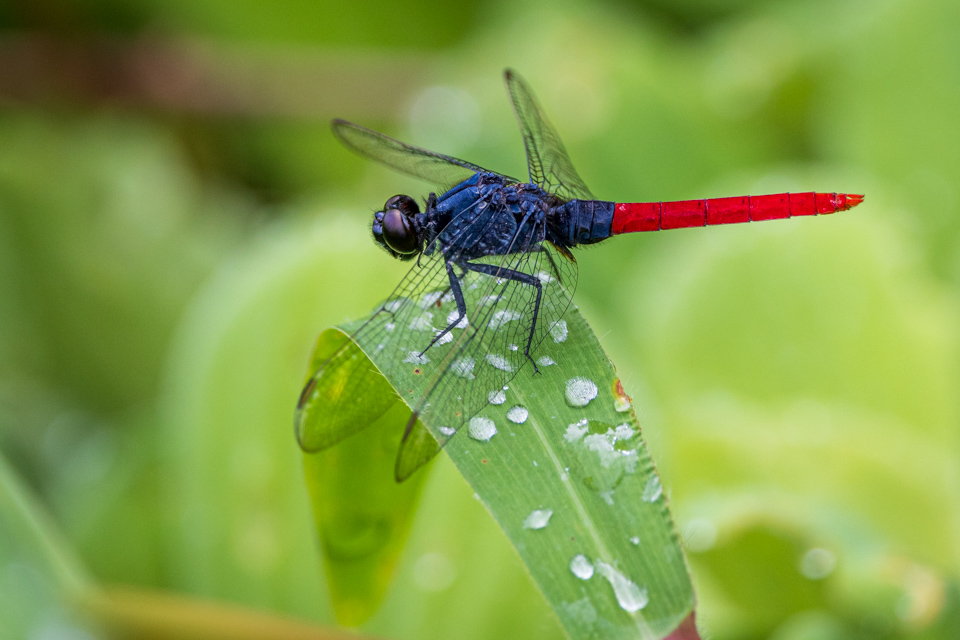 Red Tailed Dragonfly in Amazon, Peru