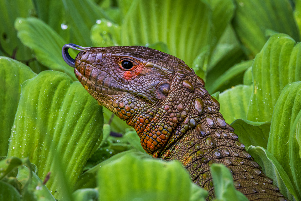 Big Lizard in Amazon, Peru