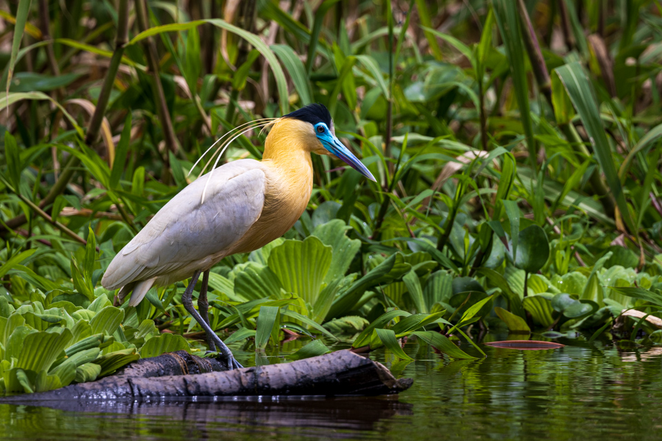 Capped Heron in Amazon, Peru