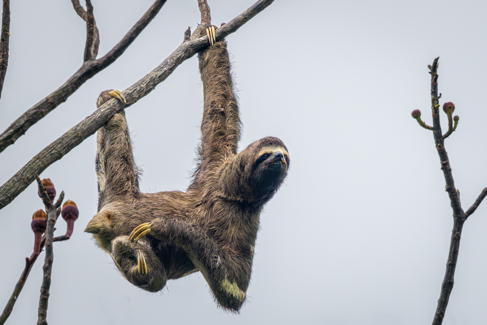 Sloth on a Limb in Amazon, Peru