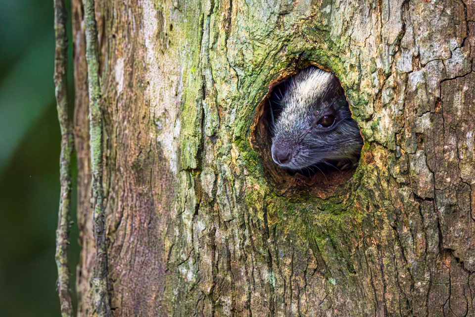 Amazon Rodent in Amazon, Peru