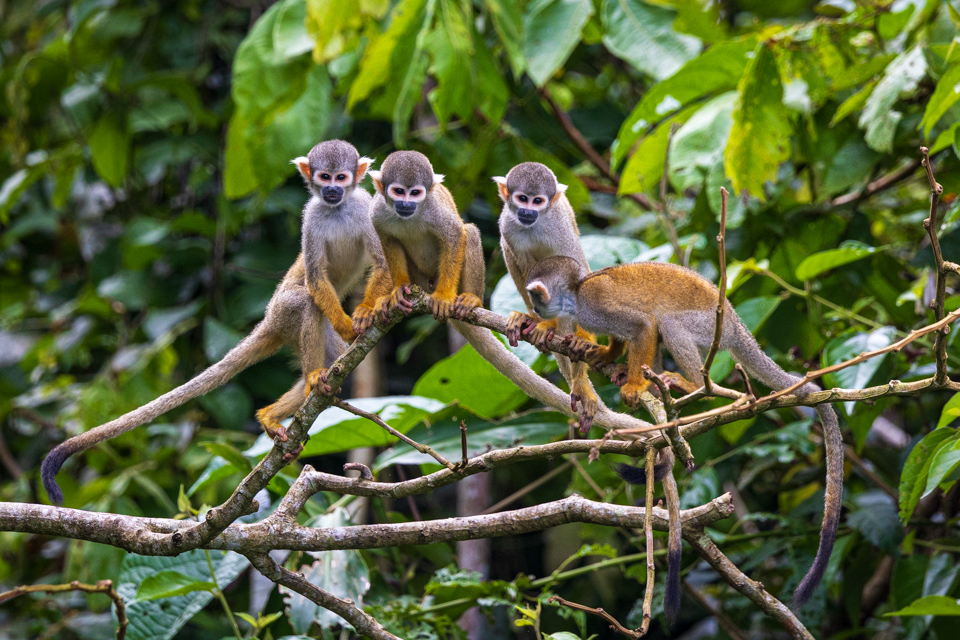 Black-Capped Squirrel Monkey in Amazon, Peru