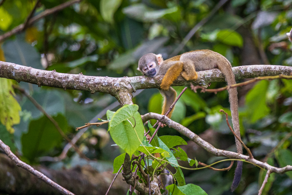 Resting in Amazon, Peru