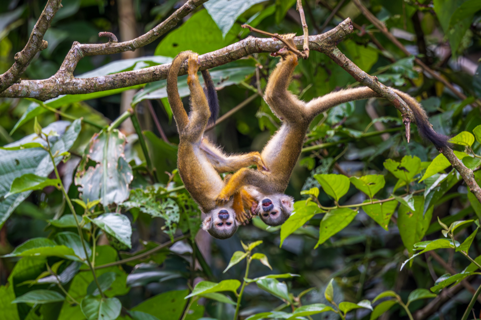 Even Upside Down in Amazon, Peru