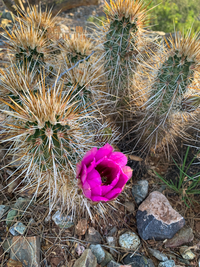 Hedgehog Flower in Paradise Valley, Arizona