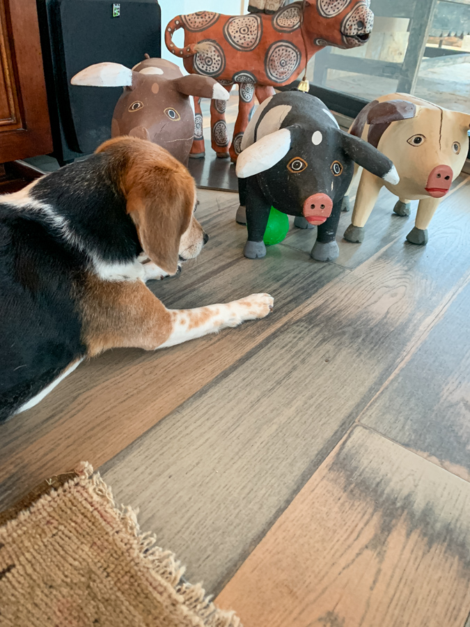 Frustrated Beagle in Paradise Valley, Arizona