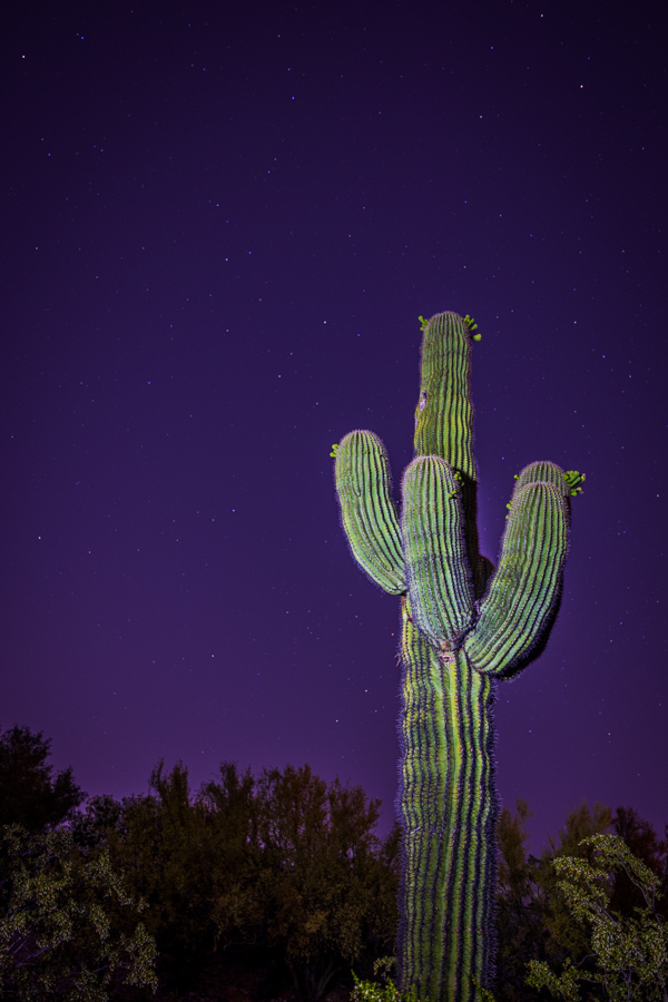 Saguaro at Night in Paradise Valley, Arizona