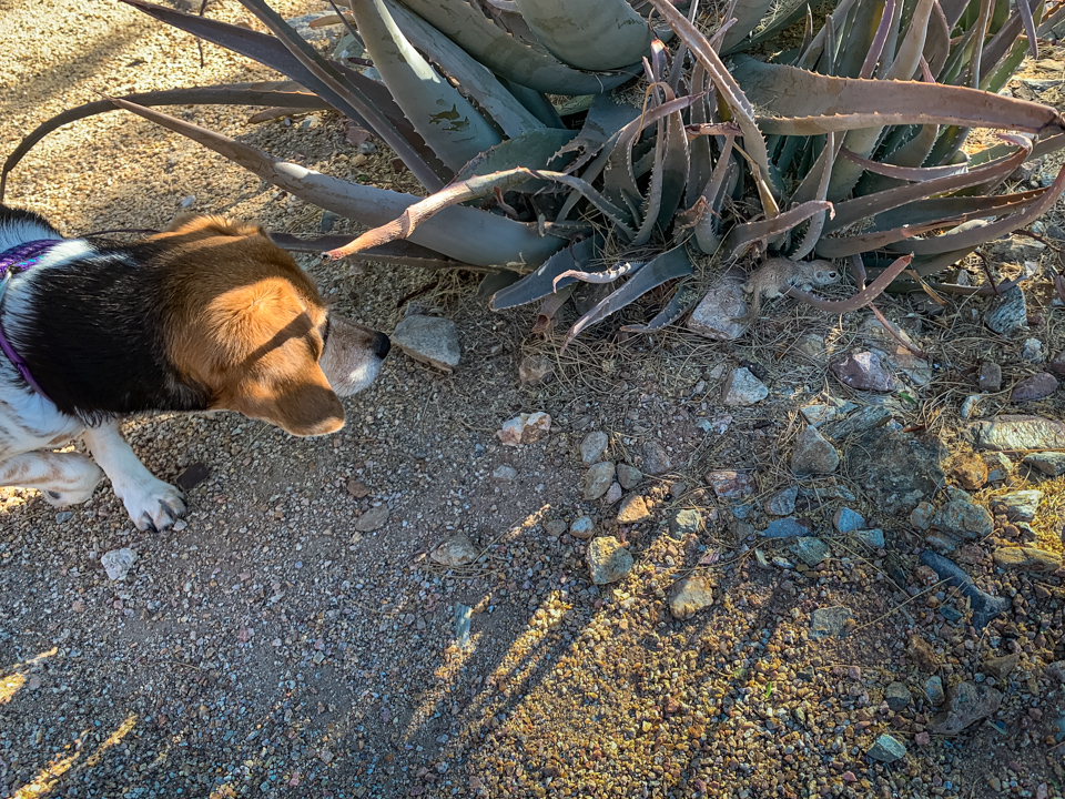 Little Friend in Paradise Valley, Arizona