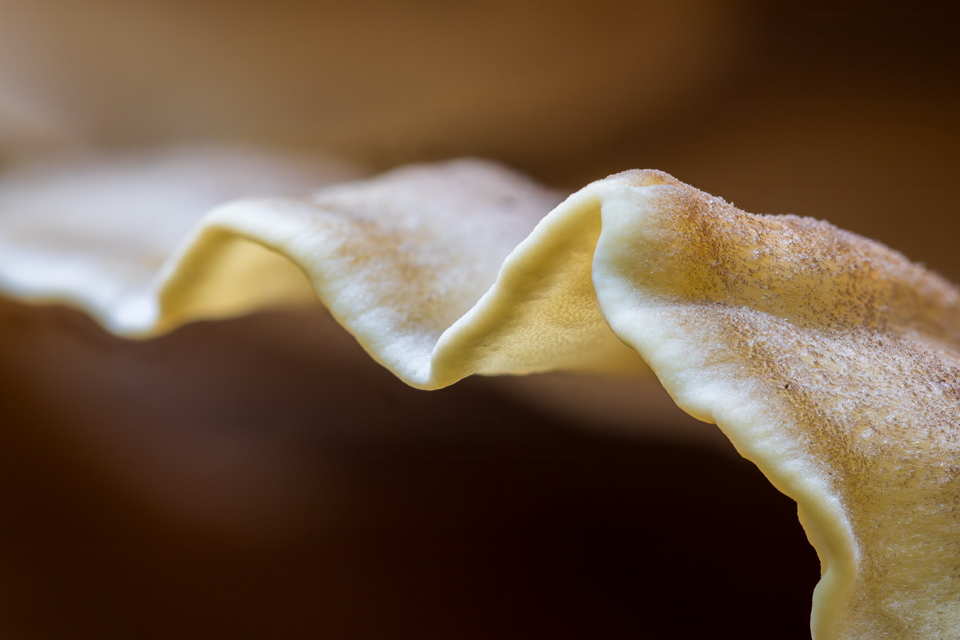 Shroom Edge in Highlands, North Carolina