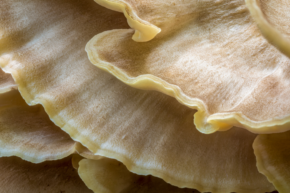 Layers of Fungus in Highlands, North Carolina