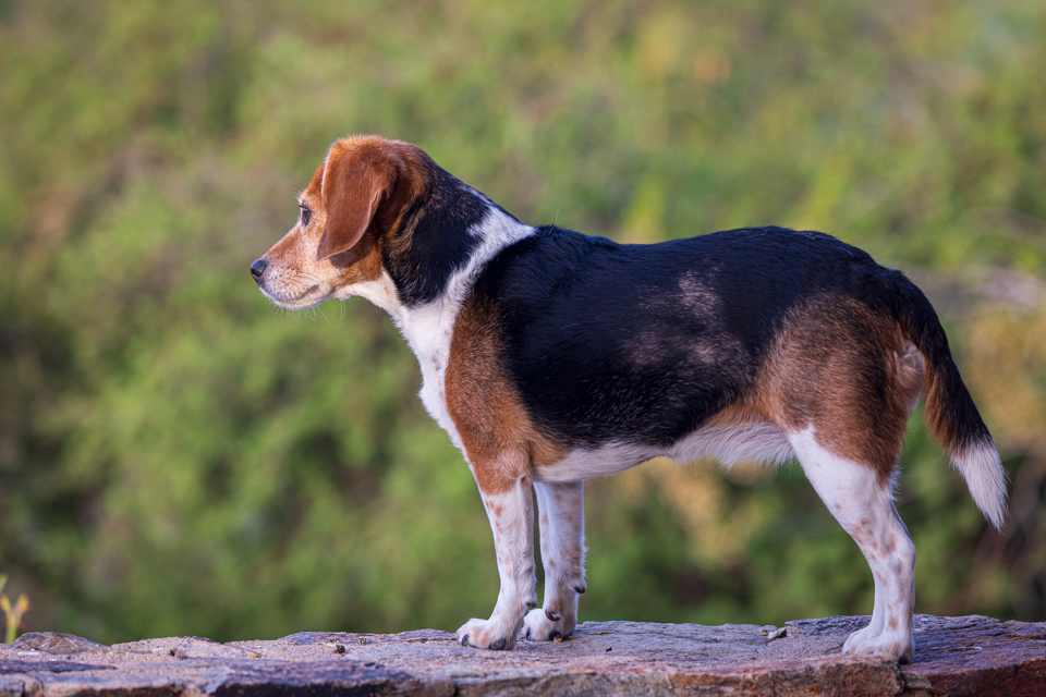 On Alert in Paradise Valley, Arizona