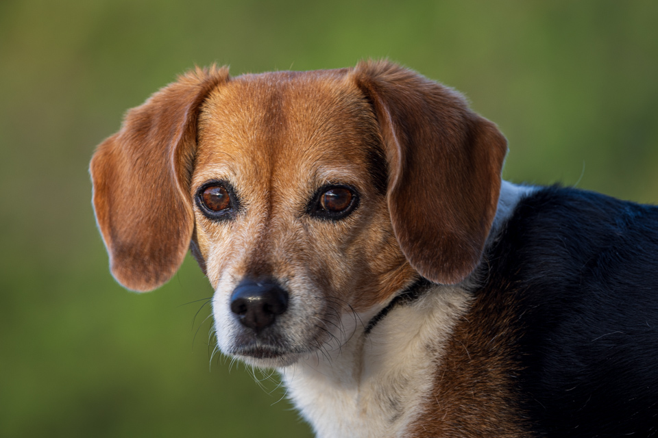 Beagle Profile in Paradise Valley, Arizona