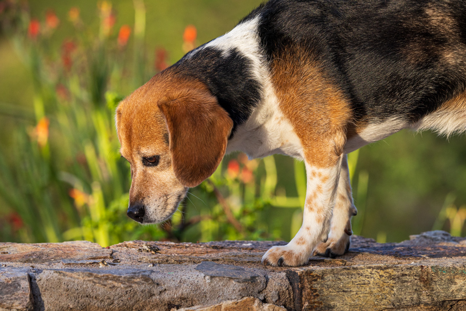 Always Sniffing in Paradise Valley, Arizona