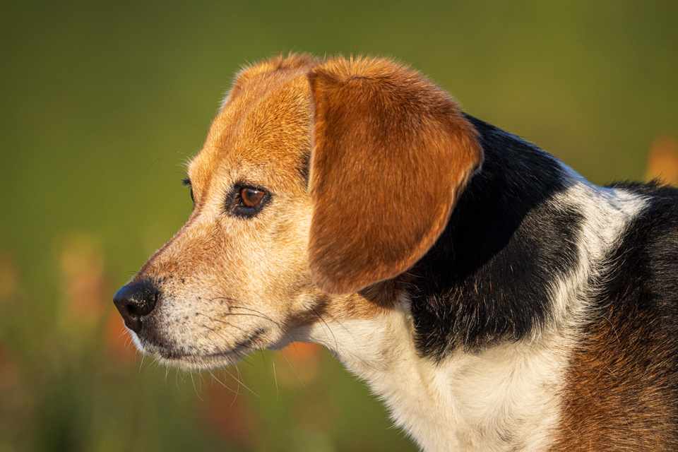 Beagle Profile in Paradise Valley, Arizona