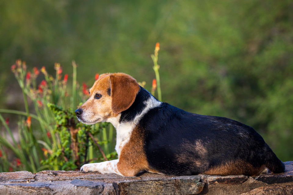 Relaxed Beagle in Paradise Valley, Arizona