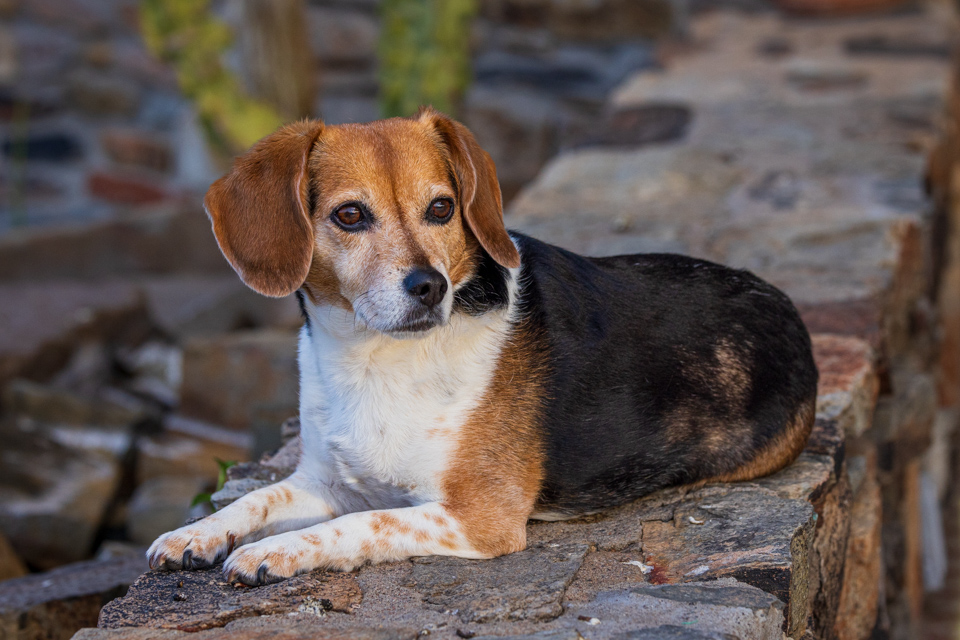 Cute Beagle in Paradise Valley, Arizona