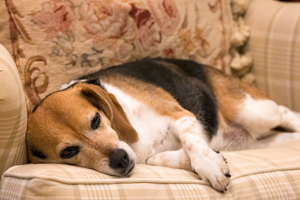 Tired Pup in Highlands, North Carolina