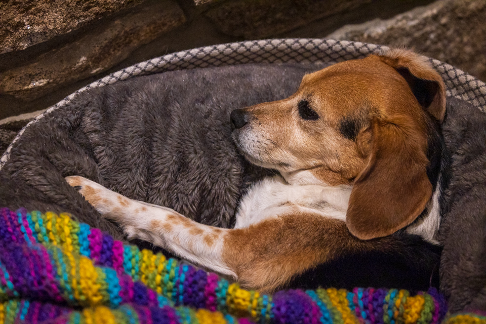 Sleeping Beagle in Highlands, North Carolina