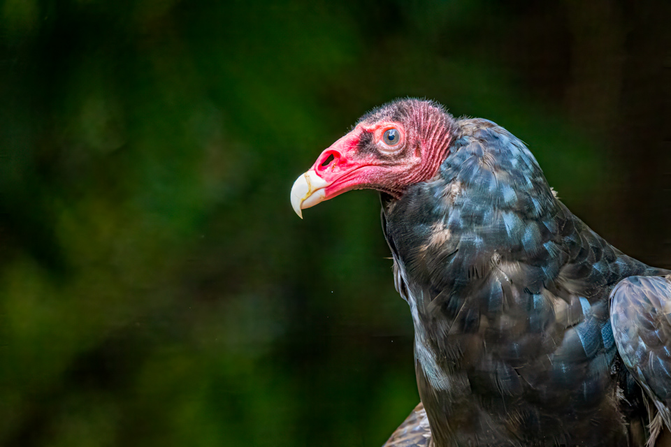 Vultures are Pretty in Highlands, North Carolina