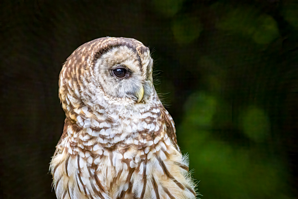 Hoo is That? in Highlands, North Carolina