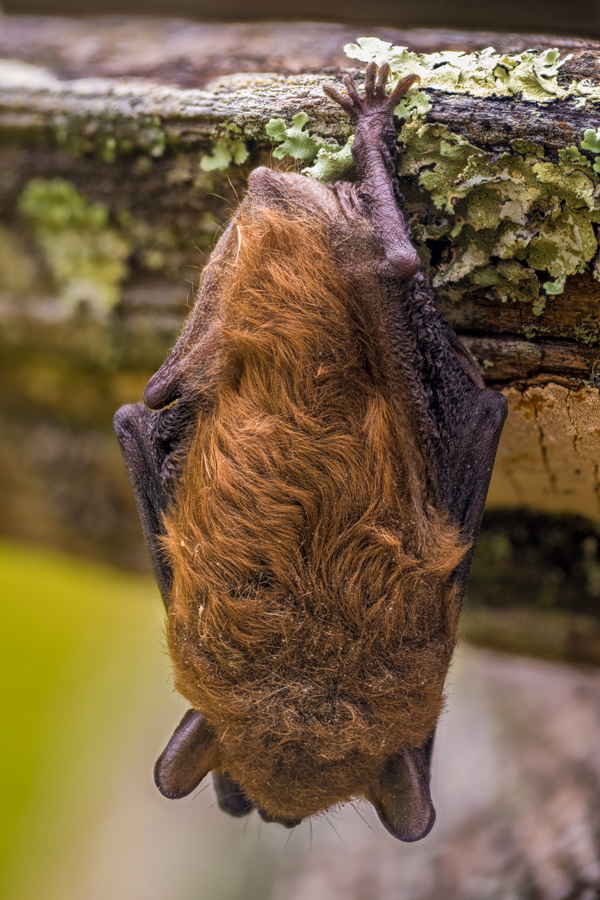 Little Bat in Highlands, North Carolina