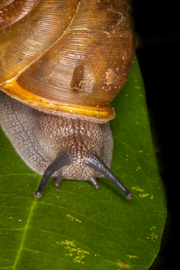 Garden Snail in Highlands, North Carolina