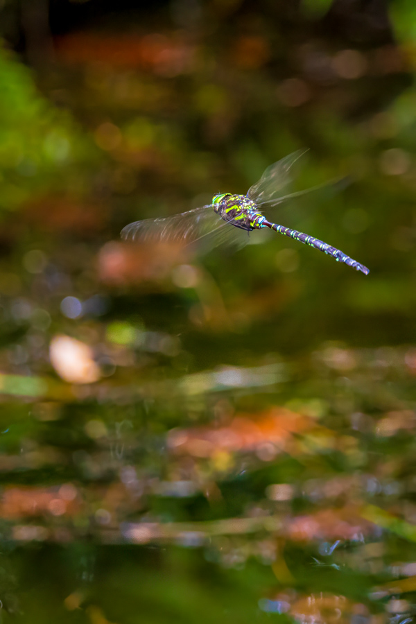 Dragonfly Test in Highlands, North Carolina