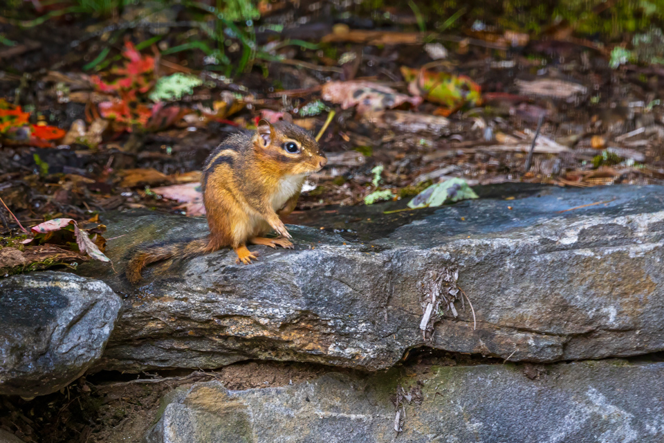 Chipmunk in Highlands, North Carolina
