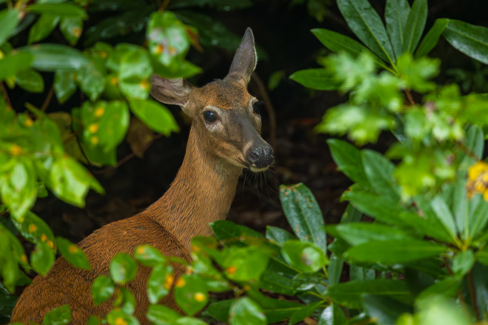 Visitor in the Woods in Highlands, North Carolina
