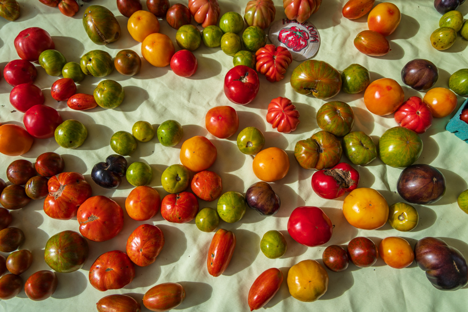 Tomatoes  in New York, New York