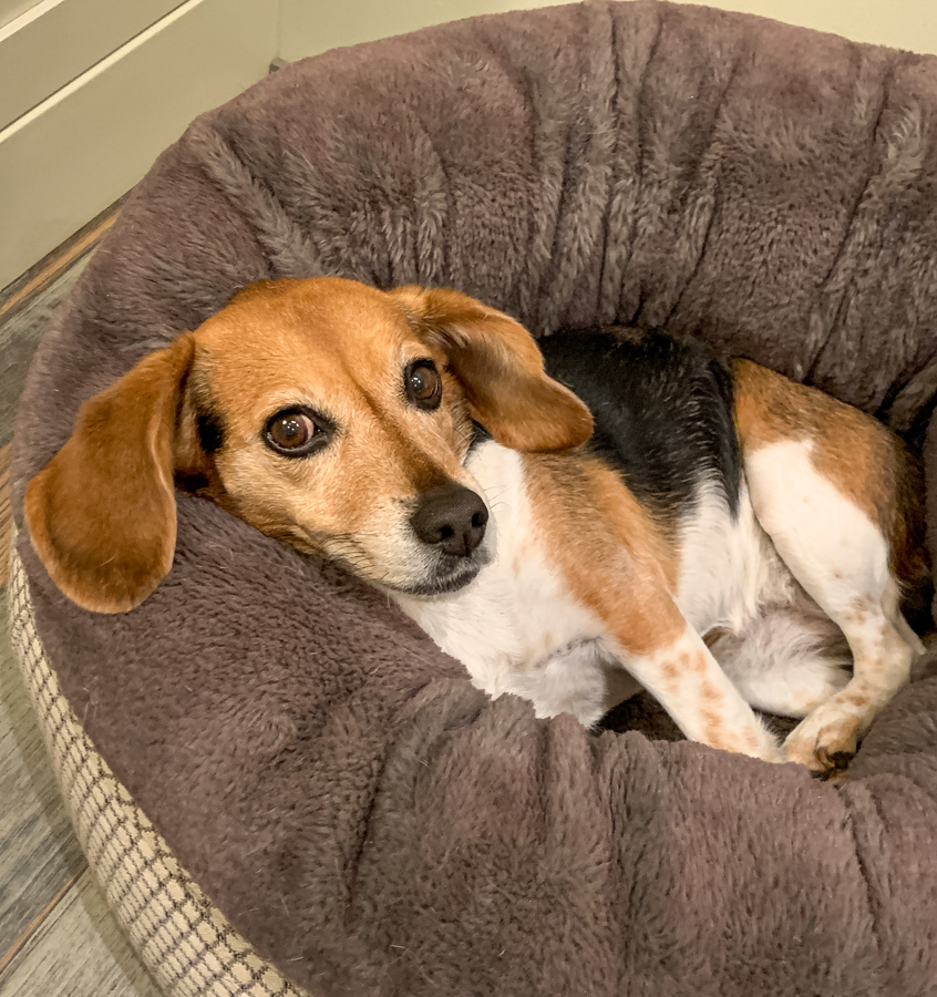 Hey Beagle!! in Paradise Valley, Arizona