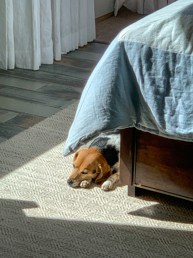 Sun Beagle in Paradise Valley, Arizona