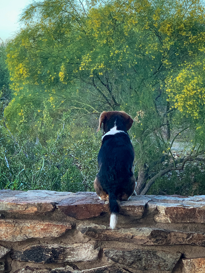 Enjoying the Desert Morning in Paradise Valley, Arizona