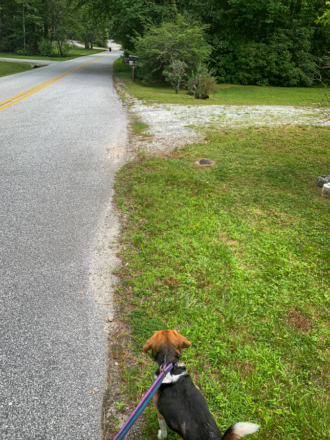 Riley and a Bear in Highlands, North Carolina