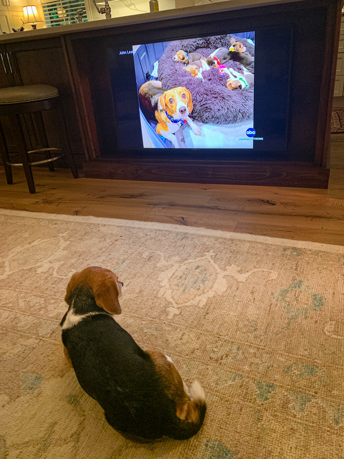 Beagle Watching Beagle Story in Highlands, North Carolina