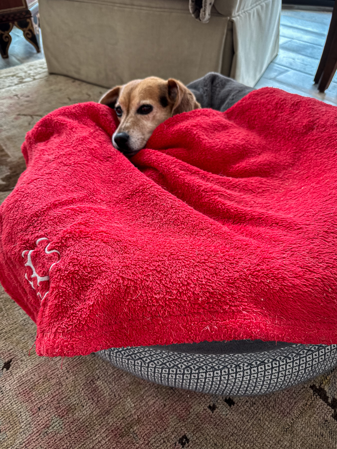 Wrapped Up Beagle in Paradise Valley, Arizona