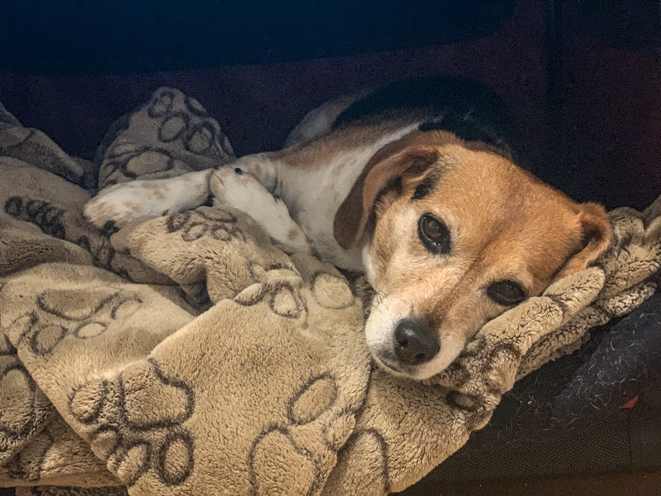 Tired Beagle in Highlands, North Carolina
