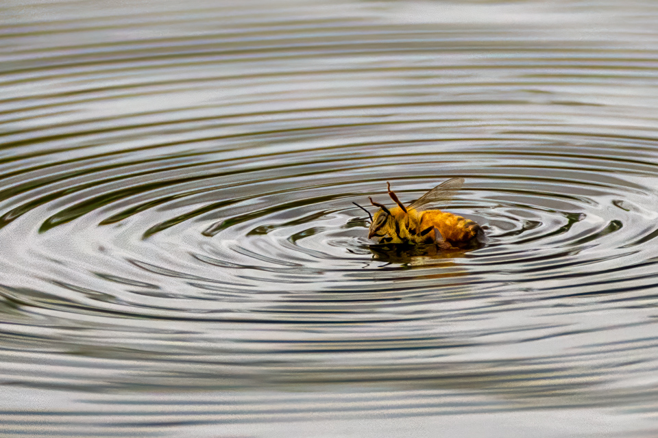 Swimming Bee in Highlands, North Carolina