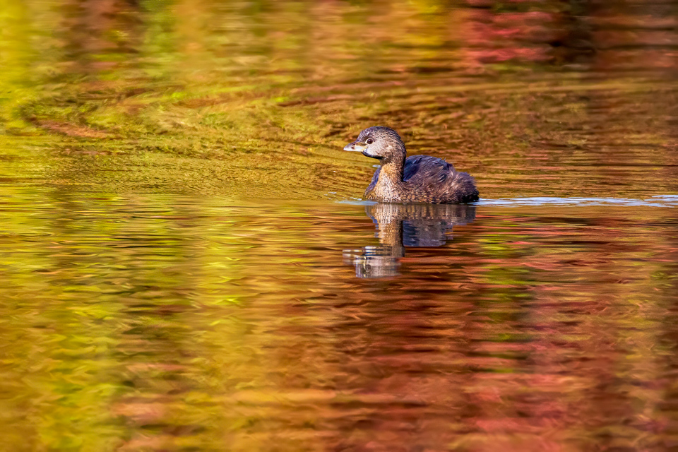 Autumn Swim in Highlands, North Carolina
