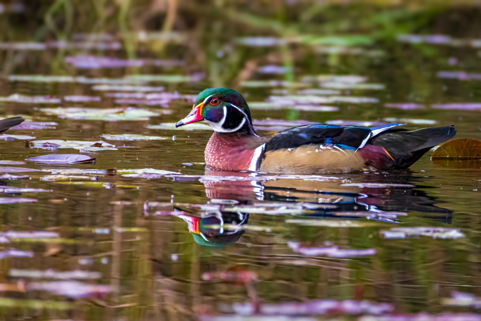 Wood Duck in Highlands, North Carolina
