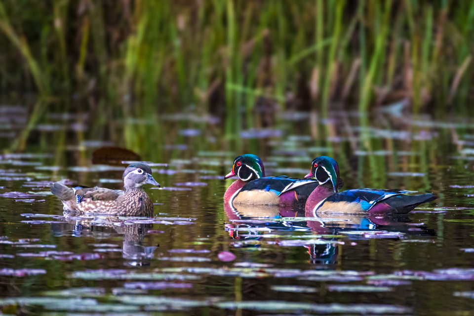 Duck Small Talk in Highlands, North Carolina