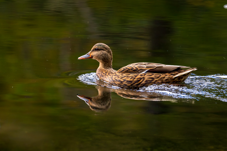 Gadwall in Highlands, North Carolina