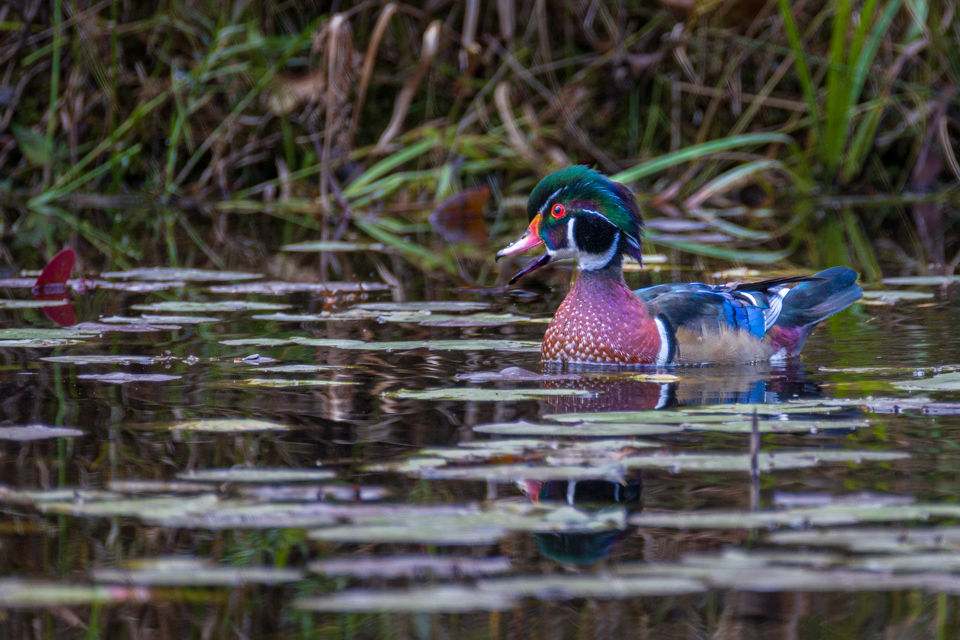 Quacking in Highlands, North Carolina