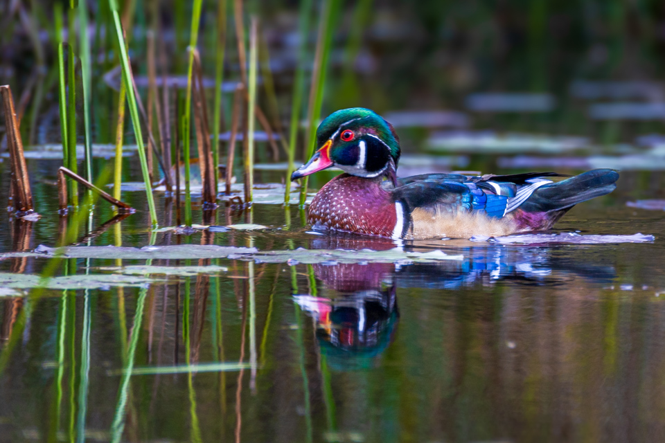 Handsome Duck in Highlands, North Carolina
