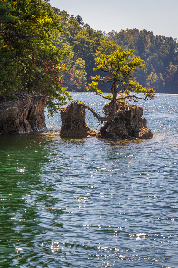 Small Island Small Tree in Devils Fork State Park, South Carolina