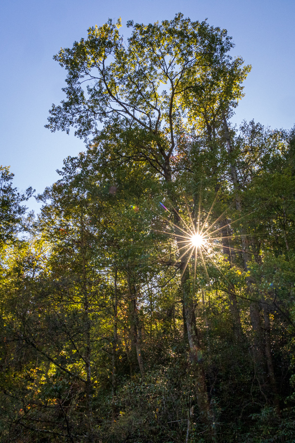Low Sun in Devils Fork State Park, South Carolina