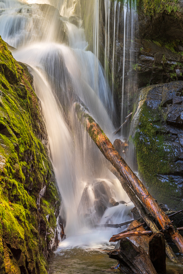 Water Log in Devils Fork State Park, South Carolina