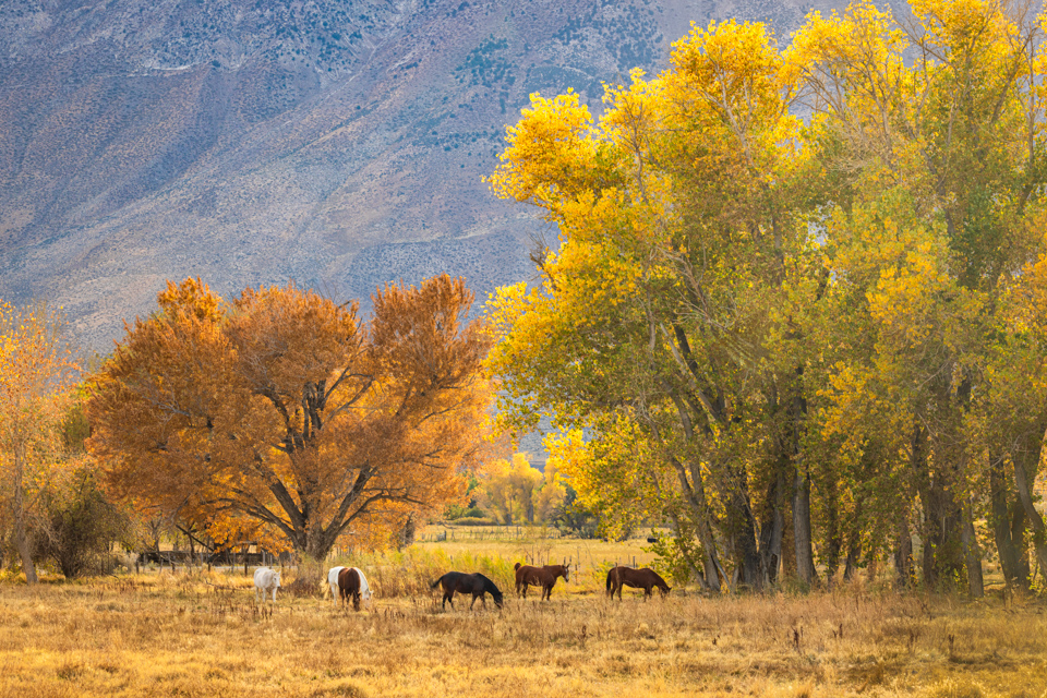 Golden Grazing in Bishop, California